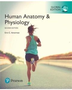 Human Anatomy & Physiology 2ED Global Erin Amerman Paperback University Textbook